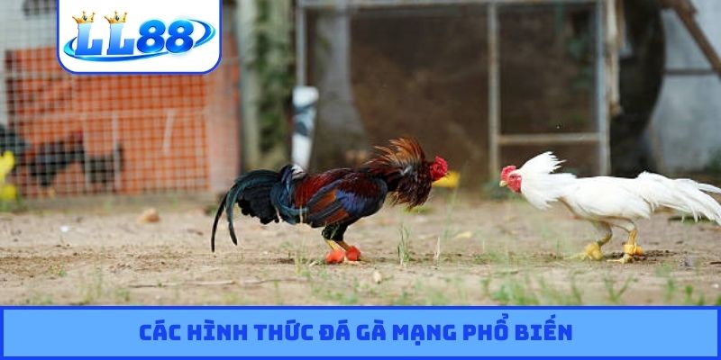 Các hình thức đá gà mạng phổ biến