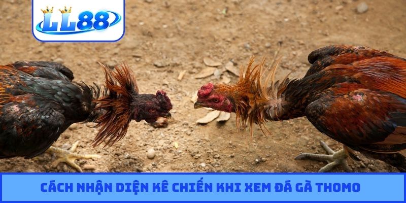 Cách nhận diện kê chiến khi xem đá gà Thomo