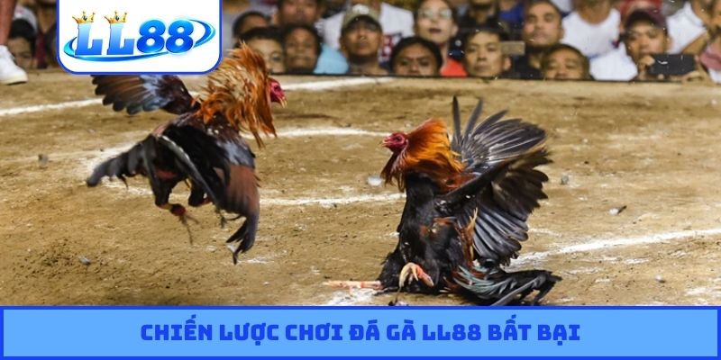 Chiến lược chơi đá gà LL88 bất bại