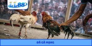 Đá gà mạng