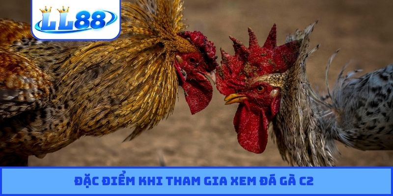 Đặc điểm khi tham gia xem đá gà C2