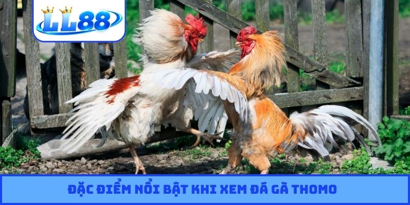Đặc điểm nổi bật khi xem đá gà Thomo