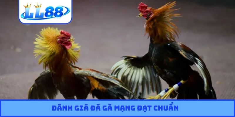 Đánh giá đá gà mạng đạt chuẩn