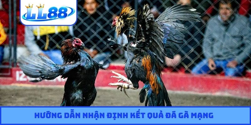 Hướng dẫn nhận định kết quả đá gà mạng